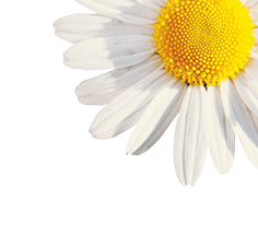 Chamomile Tea - 50Gm custom image