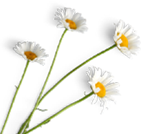 Chamomile Tea - 50Gm custom image