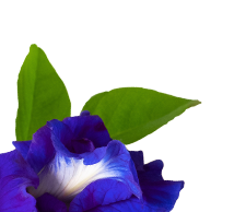 Blue Tea - 40Gm custom image