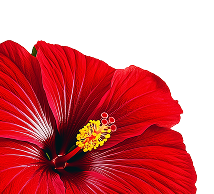 Hibiscus Tea - 120Gm custom image