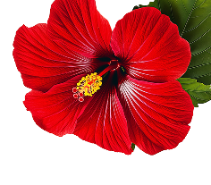 Hibiscus Tea - 120Gm custom image